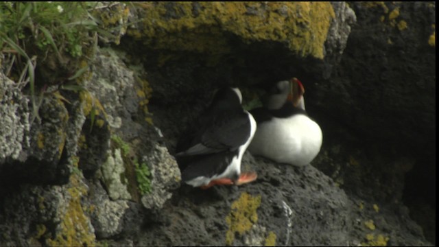 Horned Puffin - ML452749