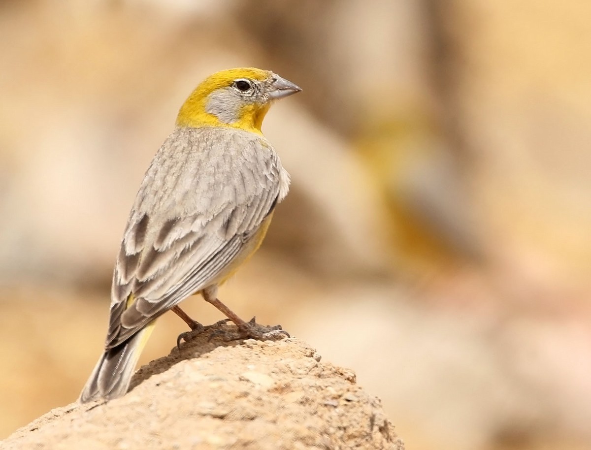 Bright-rumped Yellow-Finch - ML452749521