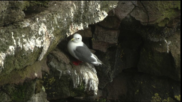 Red-legged Kittiwake - ML452750