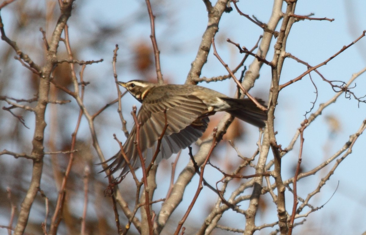 Redwing - ML45275001