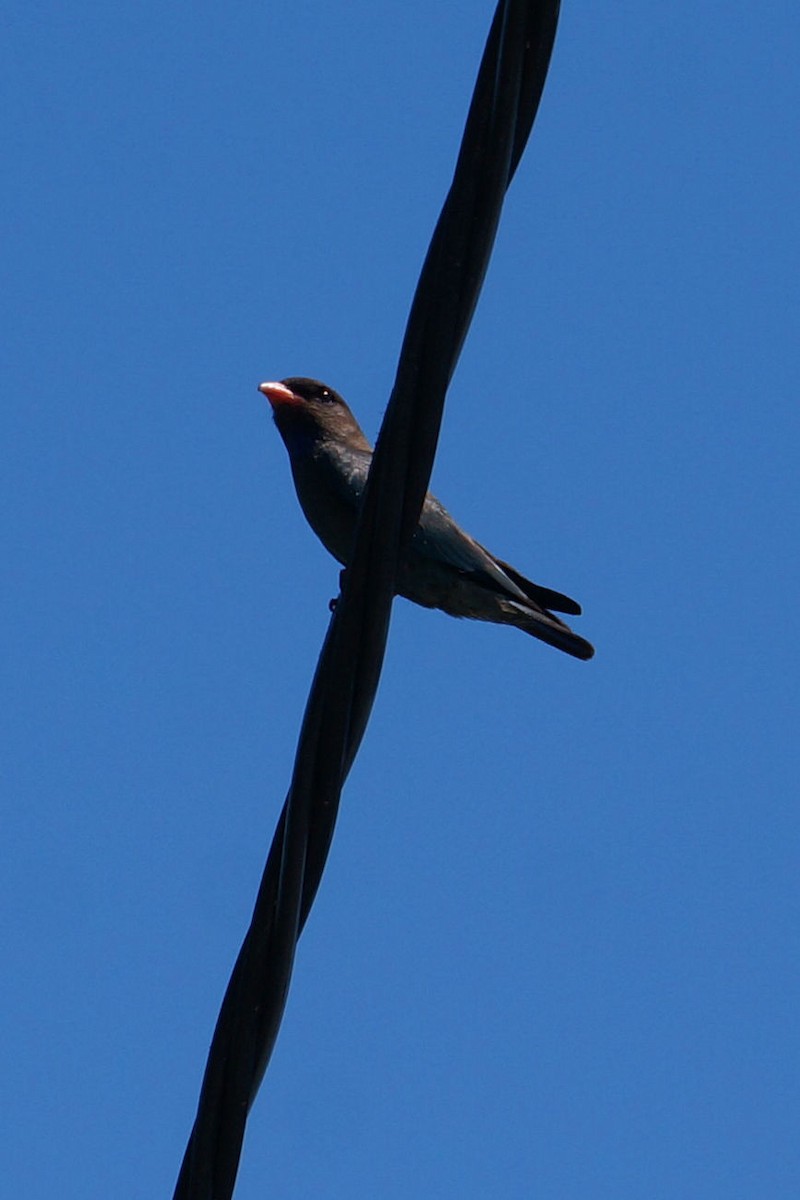 Dollarbird - ML45275031