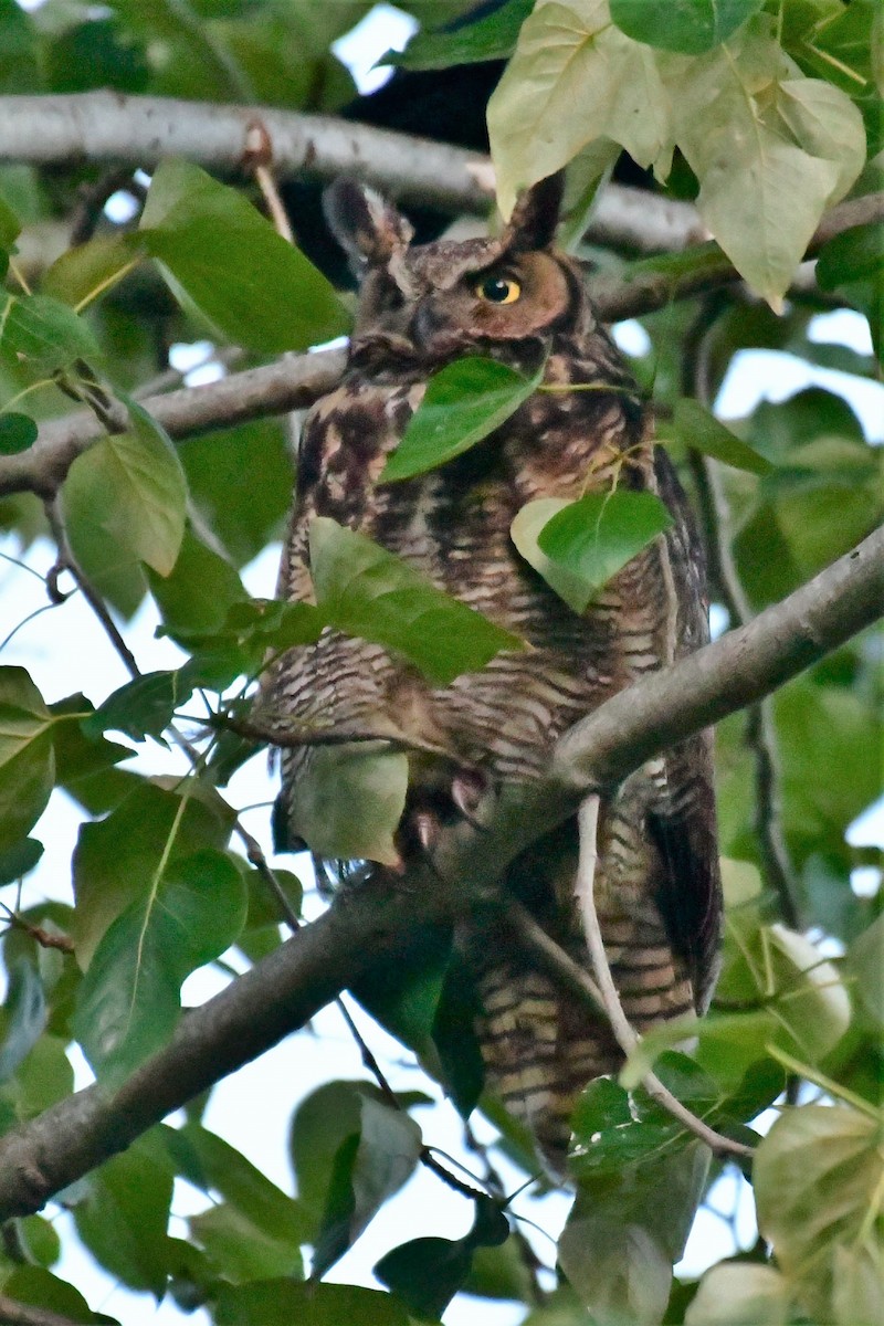 Great Horned Owl - ML452750801