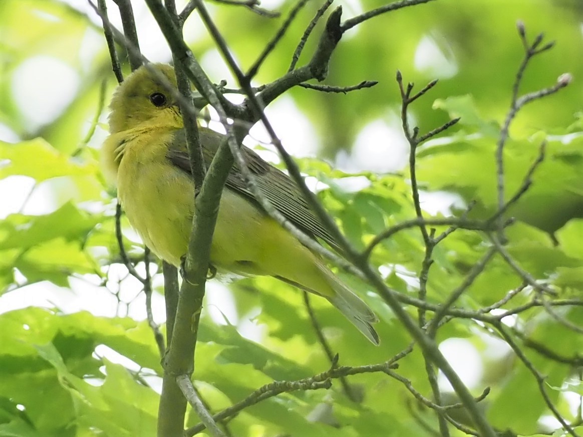 Scarlet Tanager - ML452751201