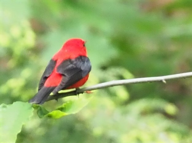 Scarlet Tanager - ML452751721