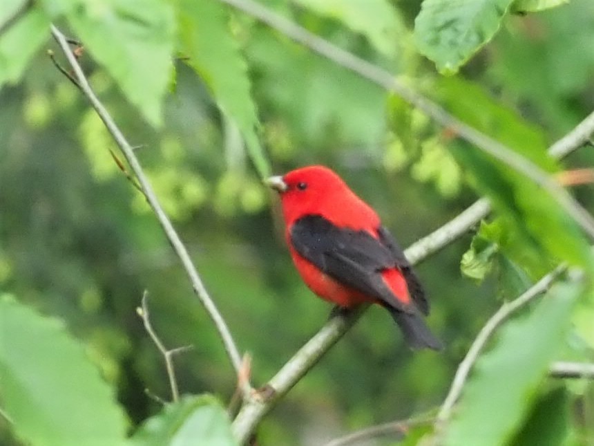 Scarlet Tanager - ML452751731