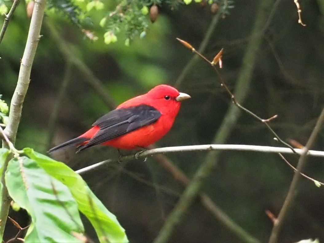 Scarlet Tanager - ML452751741