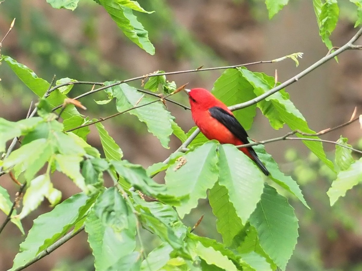 アカフウキンチョウ - ML452751751