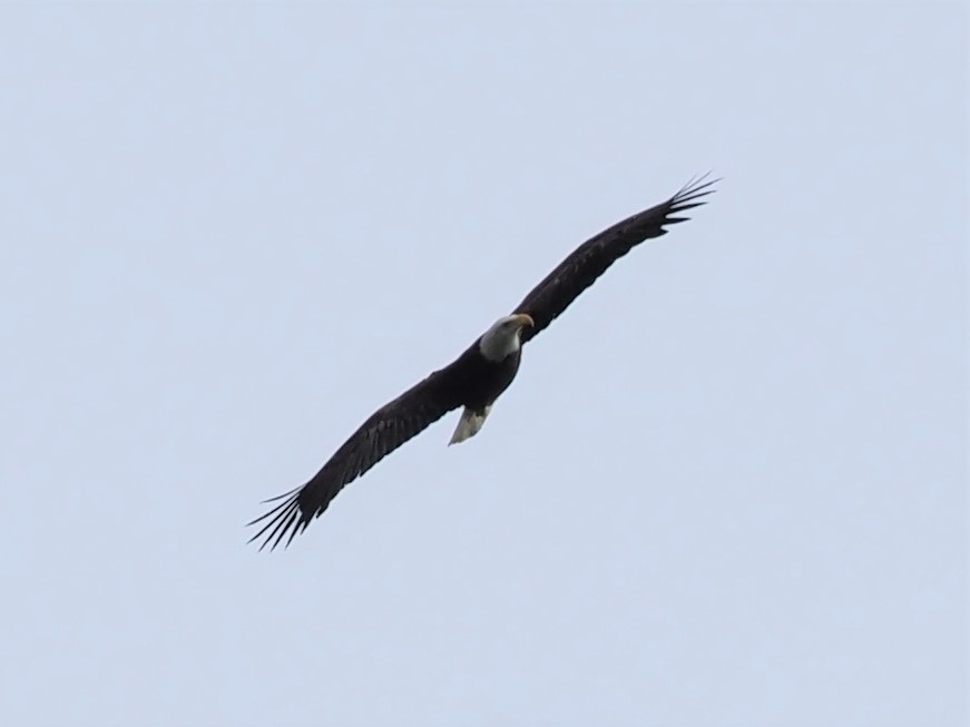 Bald Eagle - ML452752031