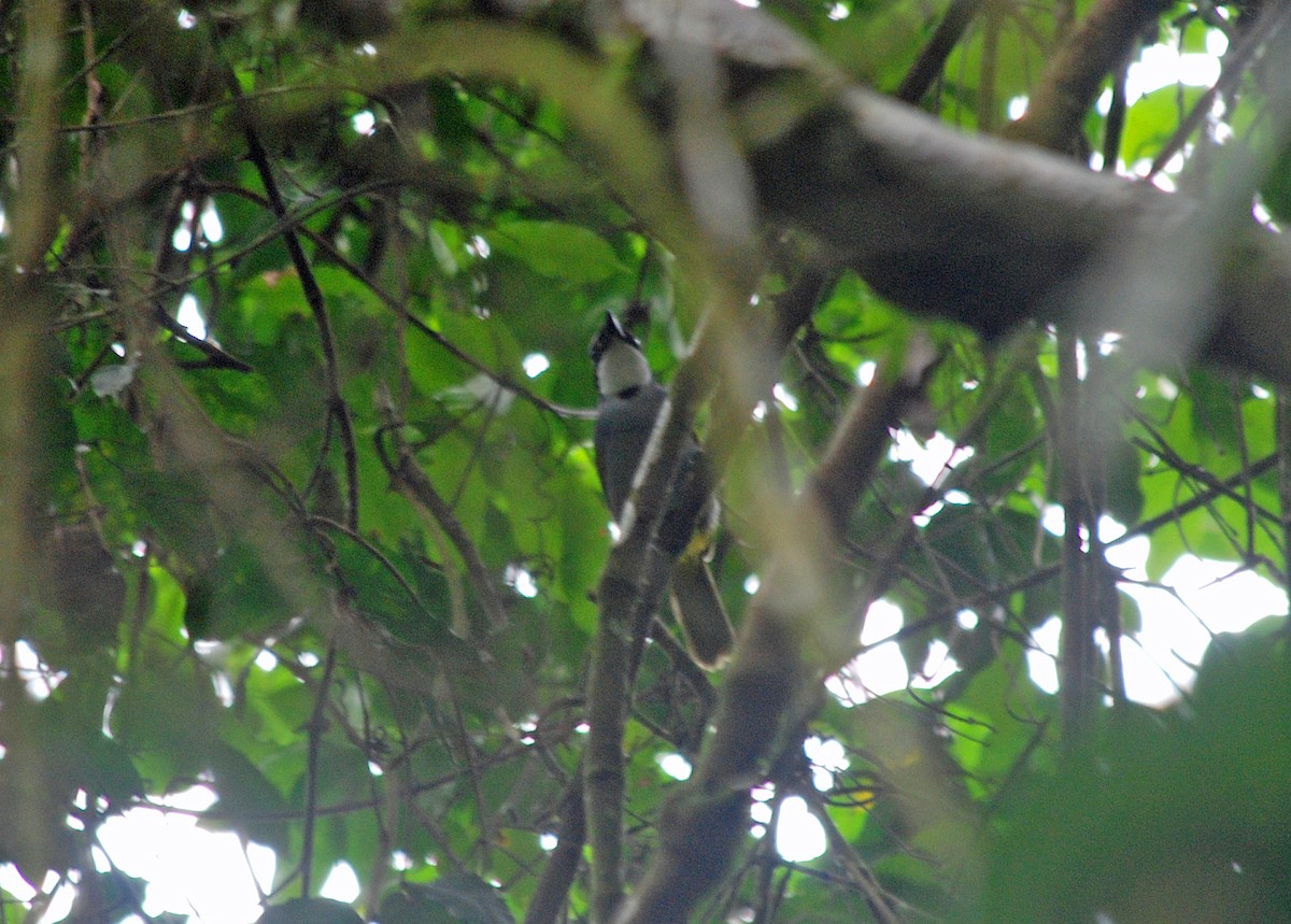 Mount Kupe Bushshrike - Nigel Voaden