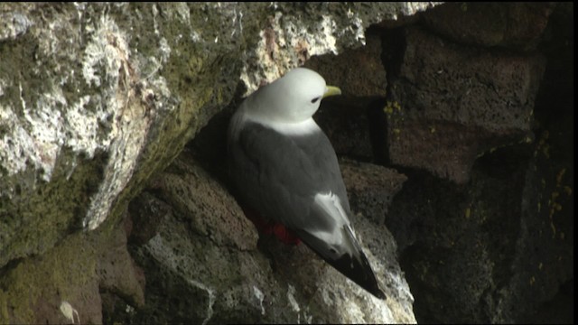 Red-legged Kittiwake - ML452753