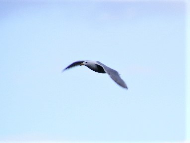 Glaucous-winged Gull - ML452753071