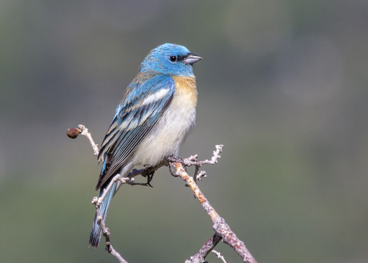 Lazuli Bunting - ML452753571