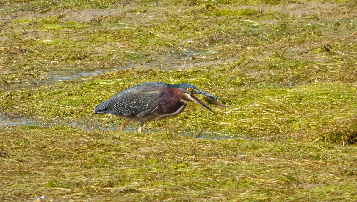 Green Heron - ML452753701