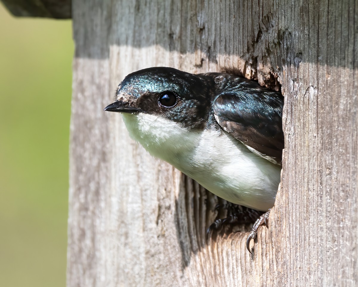 Tree Swallow - ML452753961