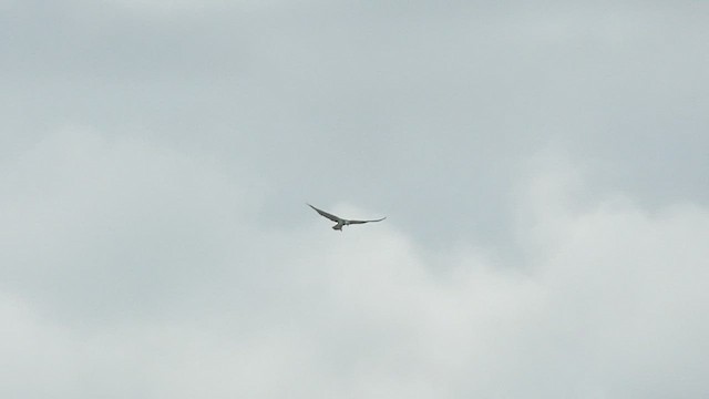 Falco pescatore - ML452754841