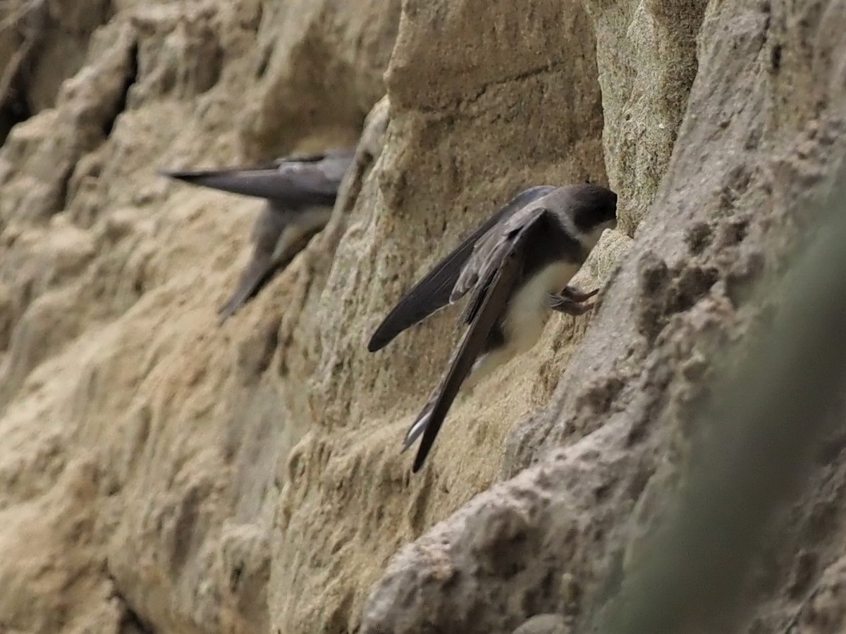 Bank Swallow - ML452755051