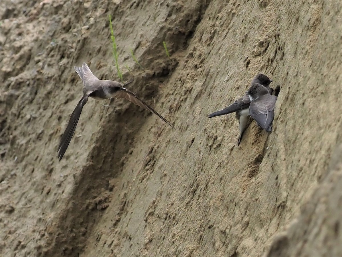 Bank Swallow - ML452755061