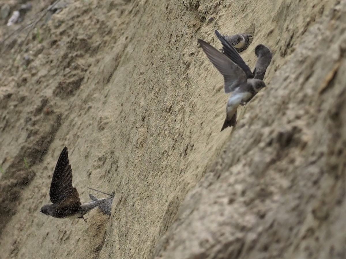 Bank Swallow - ML452755071