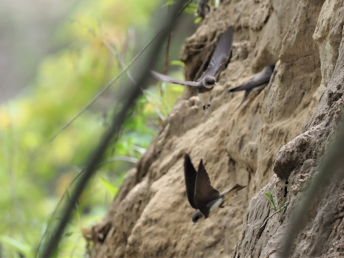 Bank Swallow - ML452755081