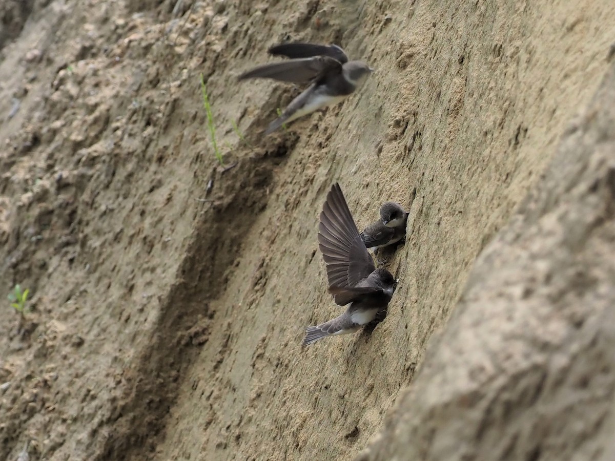 Bank Swallow - ML452755091