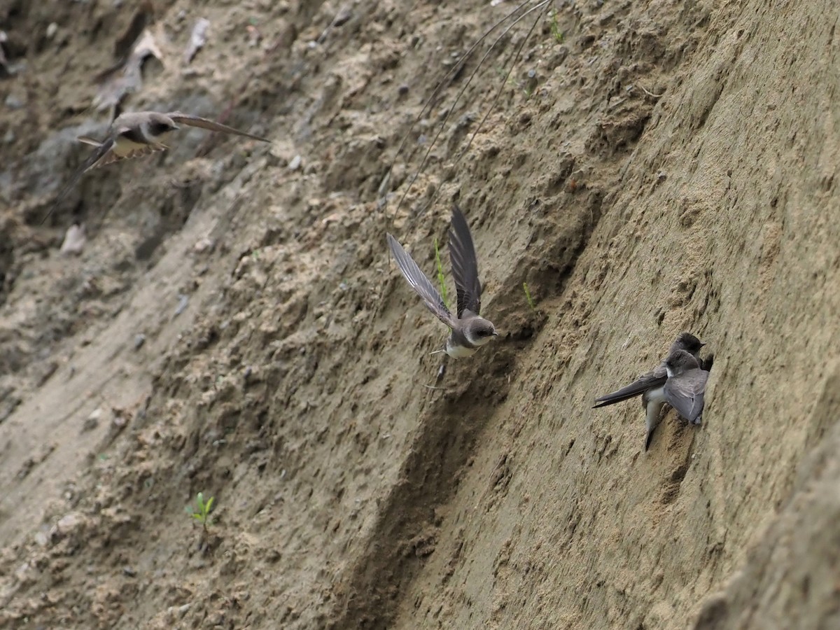 Bank Swallow - ML452755231