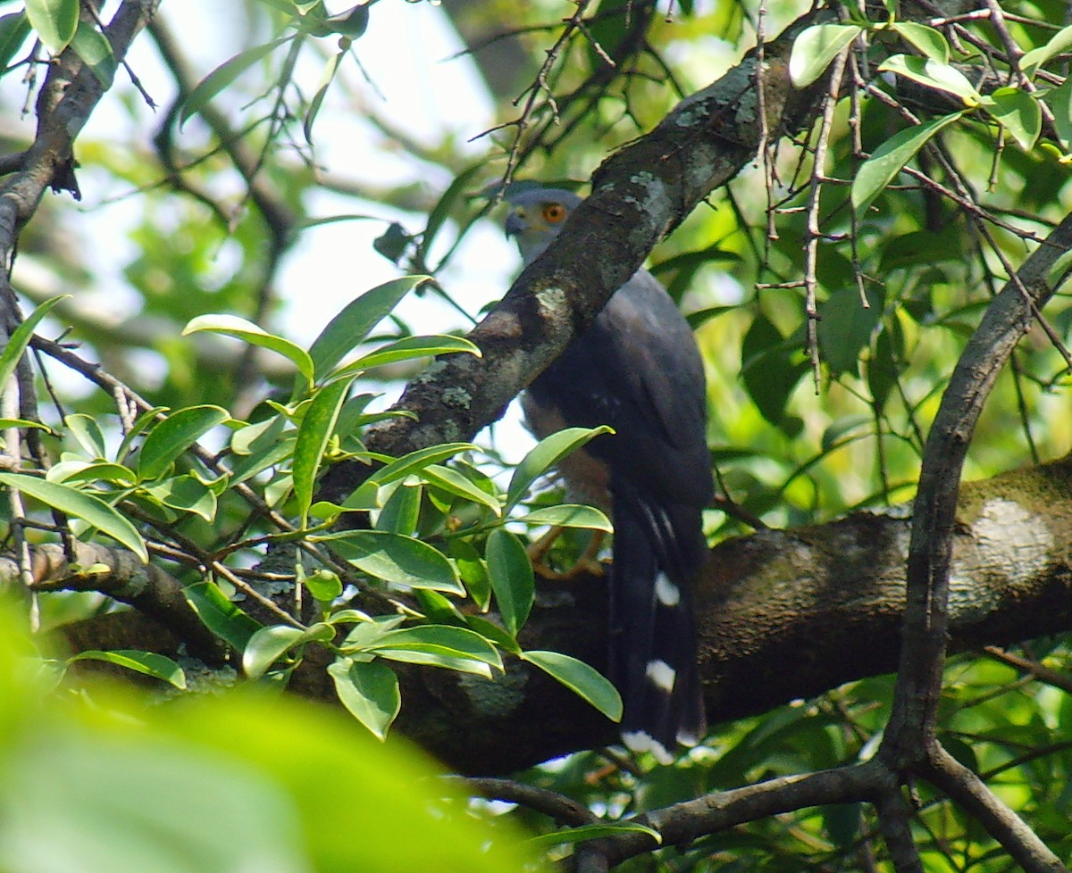 African Goshawk (Banded) - ML45275581