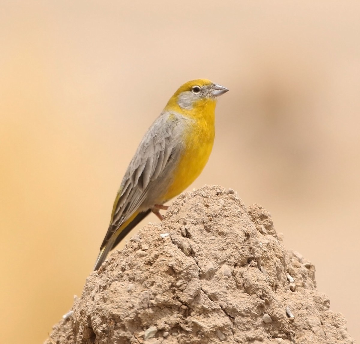 Bright-rumped Yellow-Finch - ML452756251
