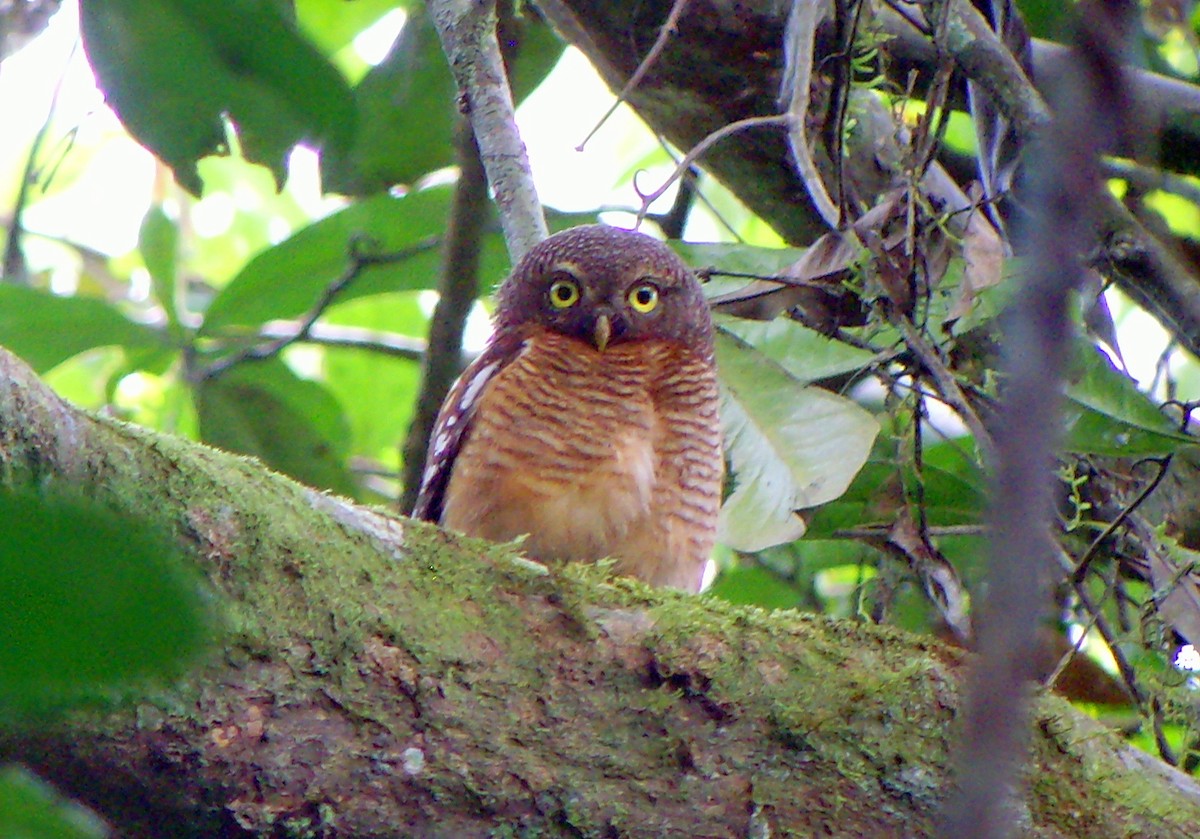 Sjöstedt's Owlet - ML45275631