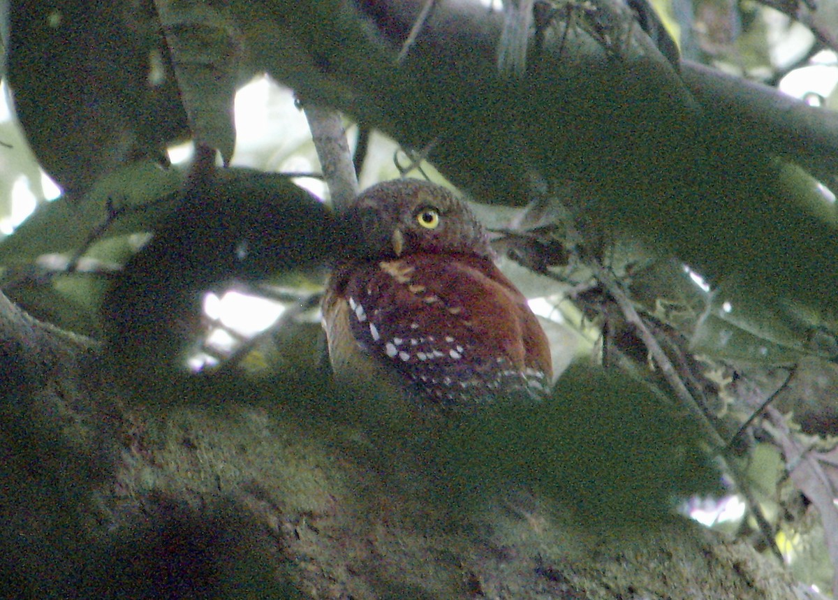 Sjöstedt's Owlet - ML45275641