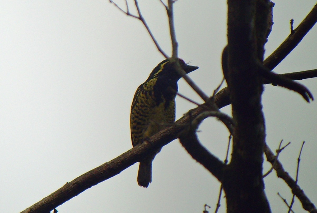 Yellow-spotted Barbet - ML45275811