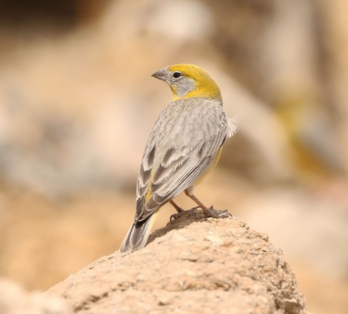 Bright-rumped Yellow-Finch - ML452758111