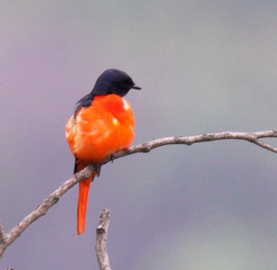 Scarlet Minivet - ML452758701