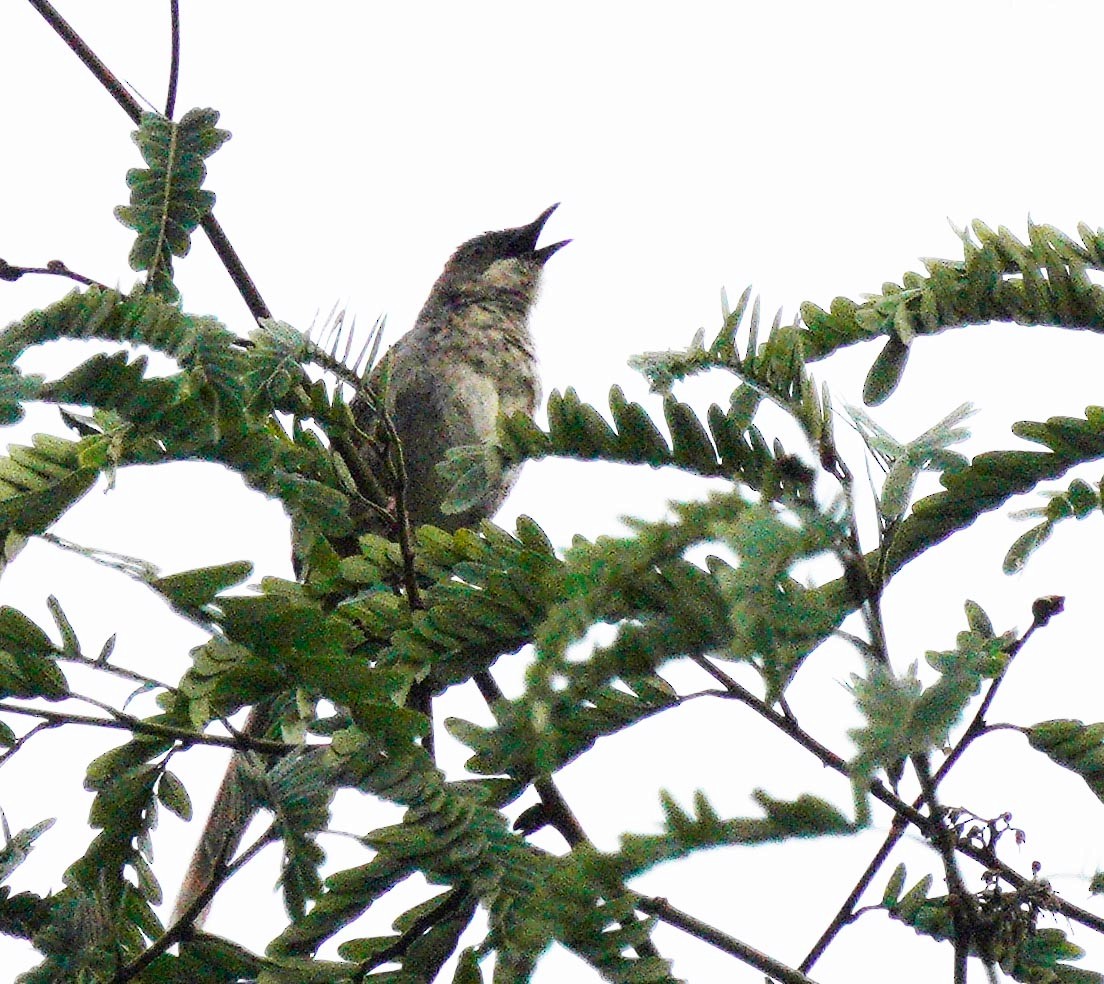 Black-throated Prinia - ML452758831