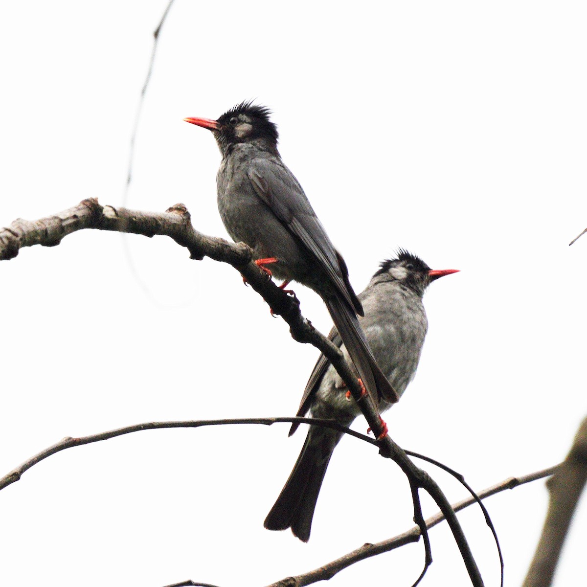 Bulbul Negro - ML452758951