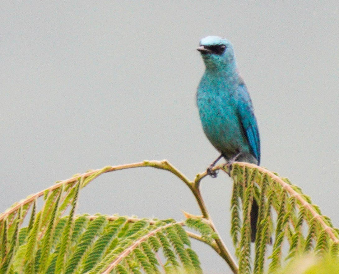 Verditer Flycatcher - ML452759071