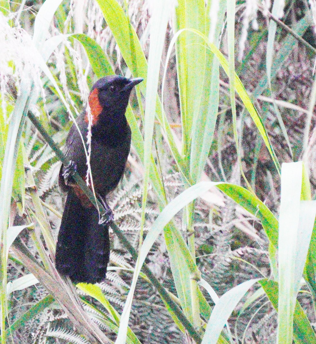 Rufous-necked Laughingthrush - ML452759971