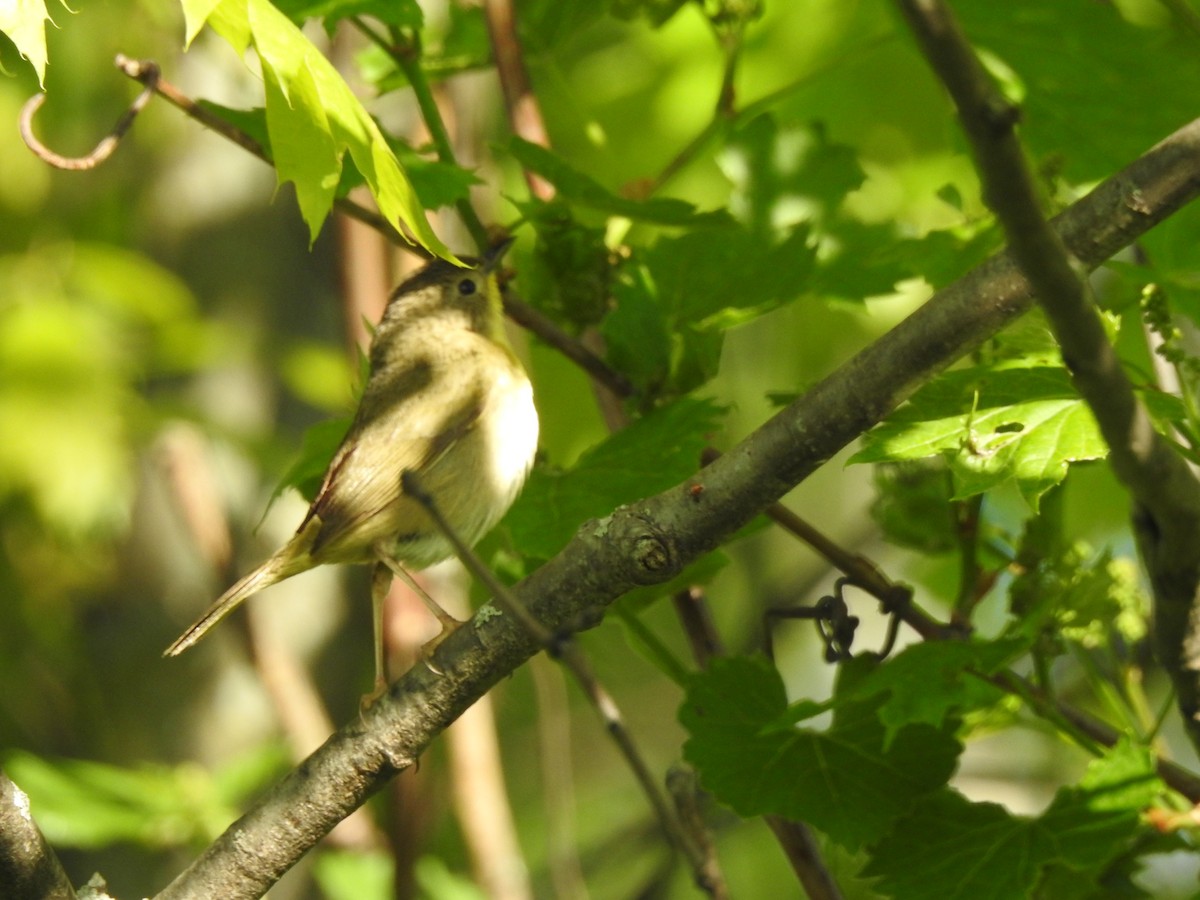 Common Yellowthroat - ML452760541