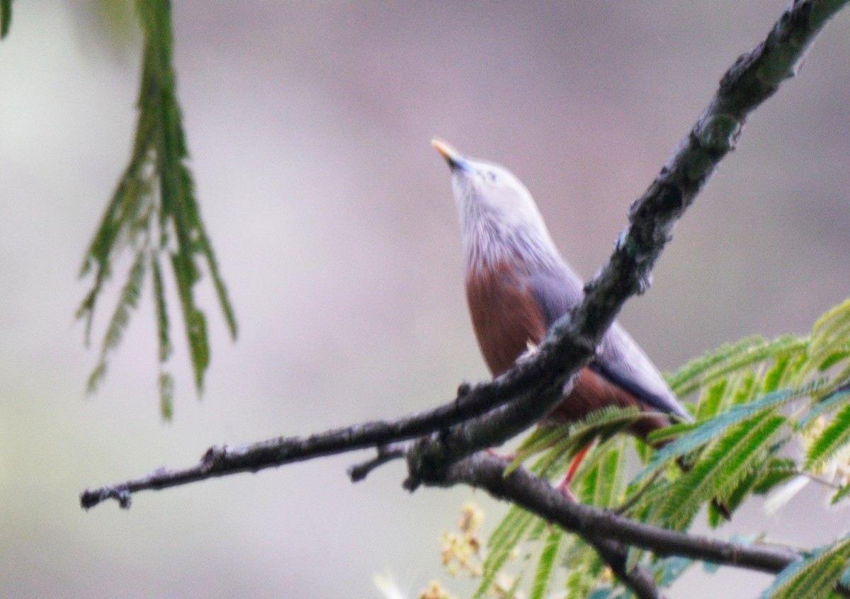 Chestnut-tailed Starling - ML452760931