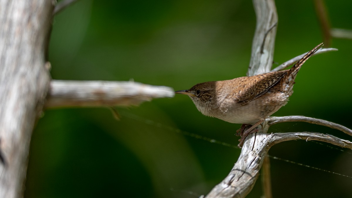 Chochín Criollo - ML452761091