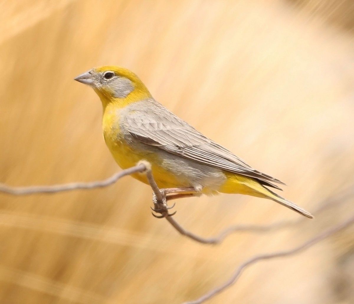 Bright-rumped Yellow-Finch - ML452761331