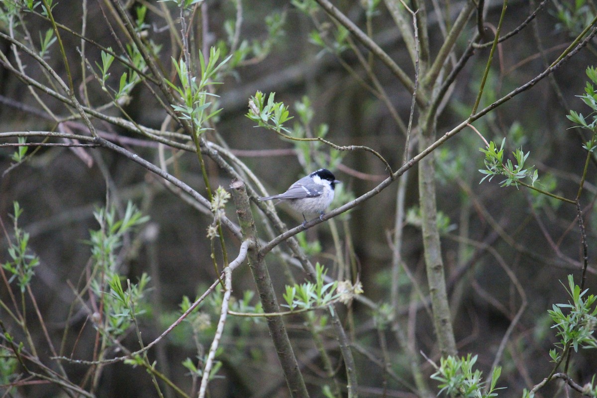 Mésange noire - ML452762871