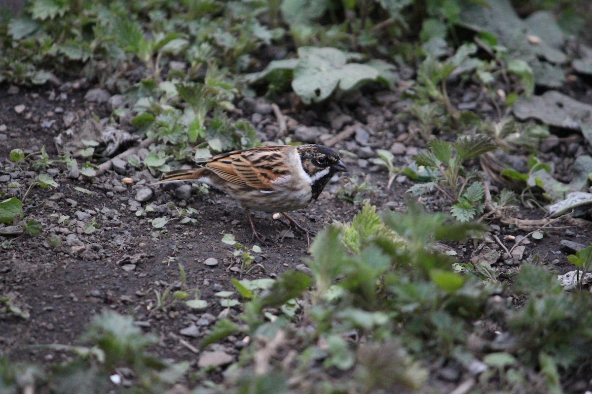 Reed Bunting - ML452763181