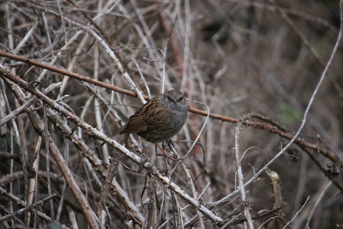 Dunnock - ML452763391