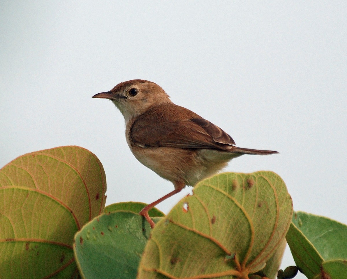 Rufous Cisticola - Nigel Voaden