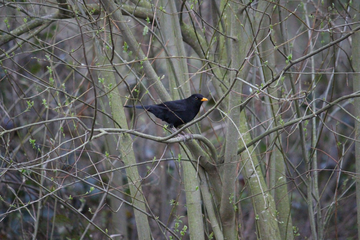 Eurasian Blackbird - ML452763521