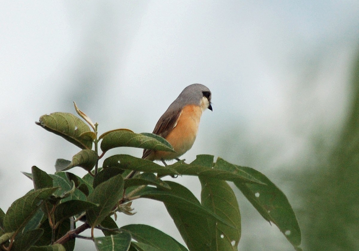 Emin's Shrike - ML45276391