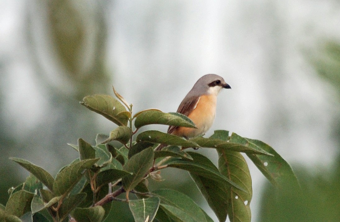 Emin's Shrike - ML45276401