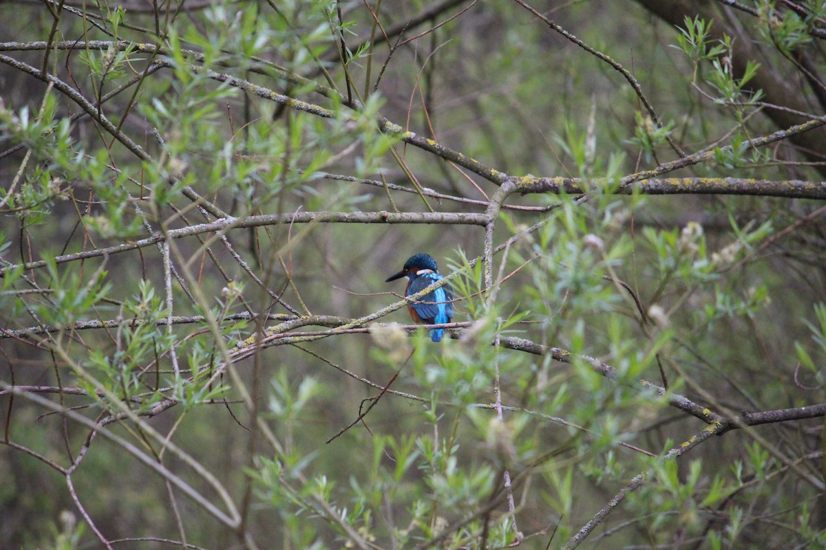 Common Kingfisher - ML452764171