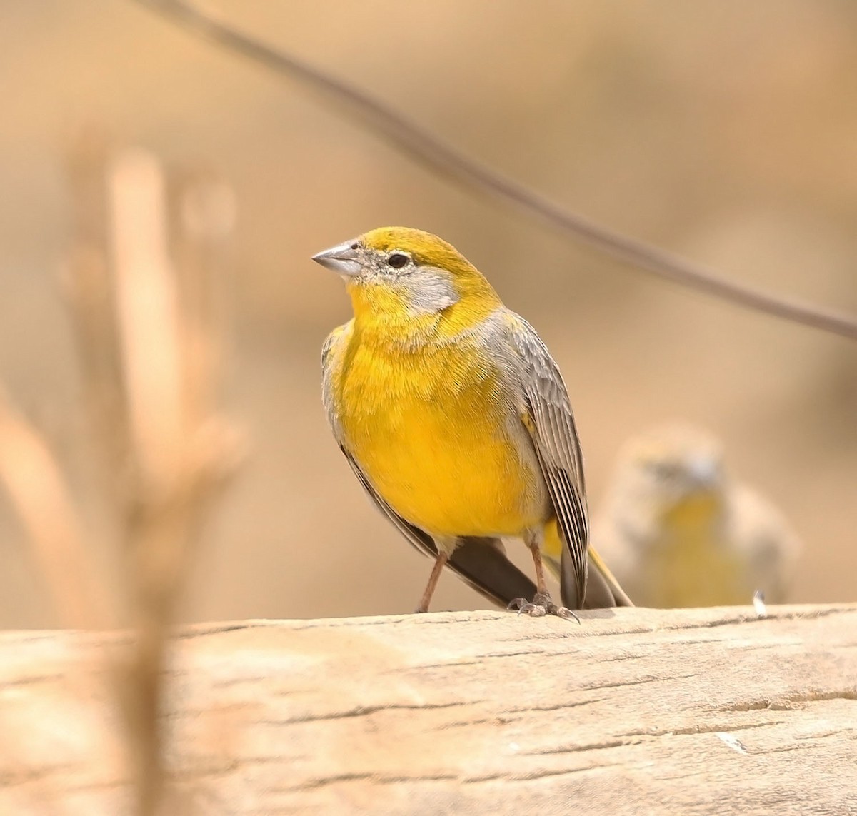 Bright-rumped Yellow-Finch - ML452764331
