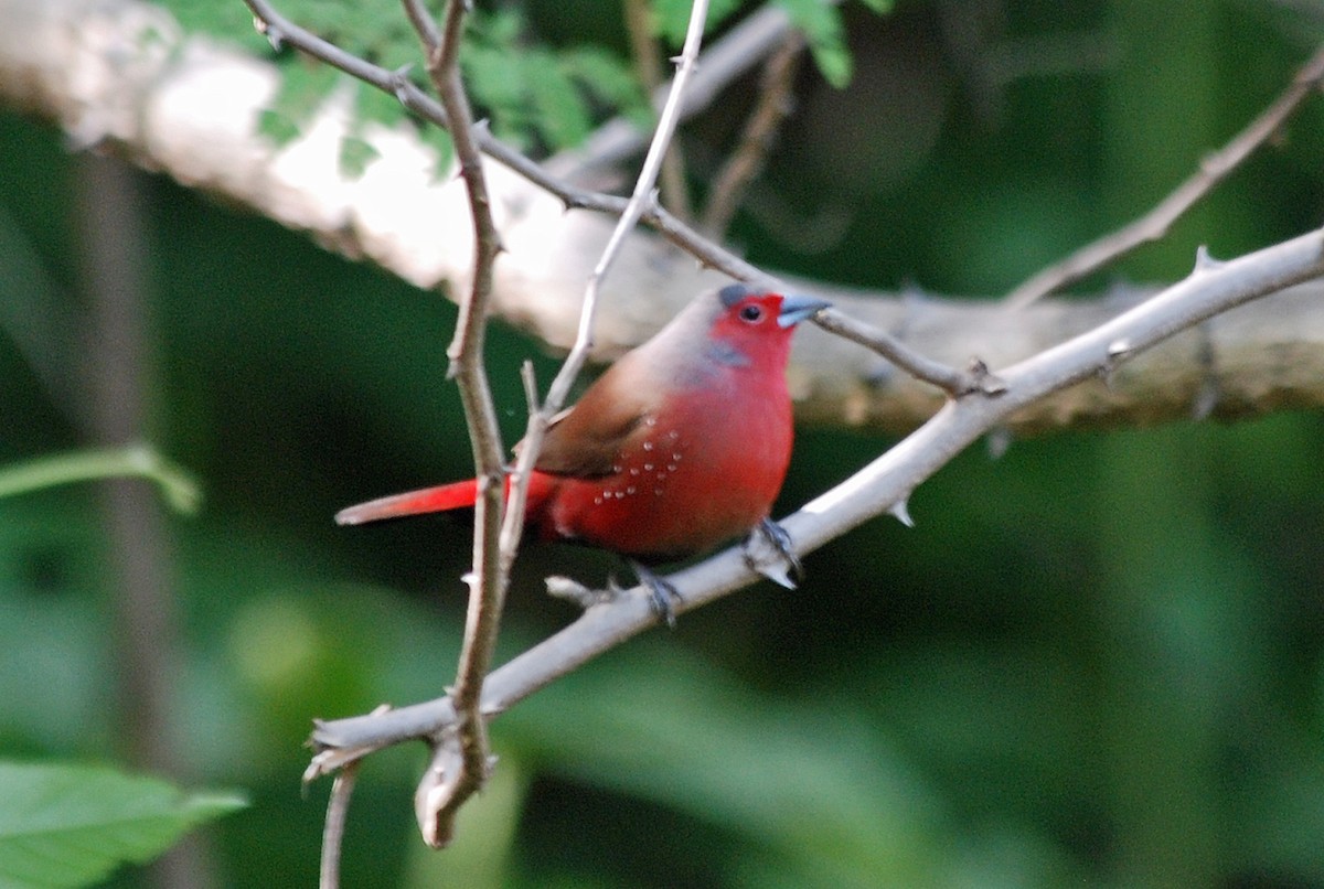 Chad Firefinch - ML45276451